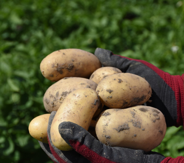 Pflanzkartoffeln LEVANTE [vf] (bio) - zertifizierte Saatkartoffeln