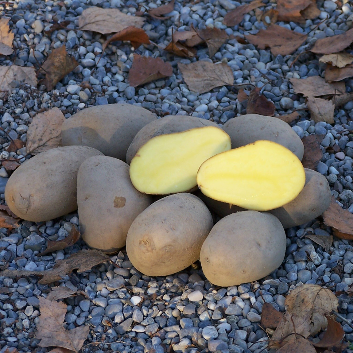 Linda (bio) aus Niederbayern TARTUFFLI