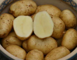 Bintje [m] - Kartoffel des Jahres 2012
