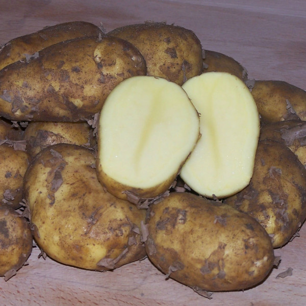 SUNITA [m] bio, Bip Bio Kartoffel, Sunita, Sunita kaufen