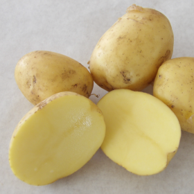 Christa [vf] Frühkartoffeln