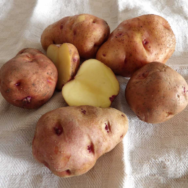 Kanarische Peluca-Kartoffel [vf]