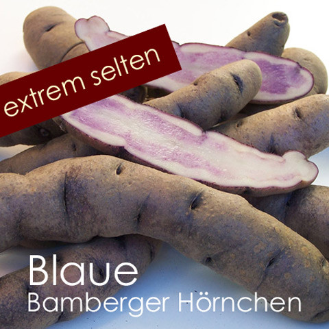 Kartoffelsorte Blaue Bamberger Hörnchen