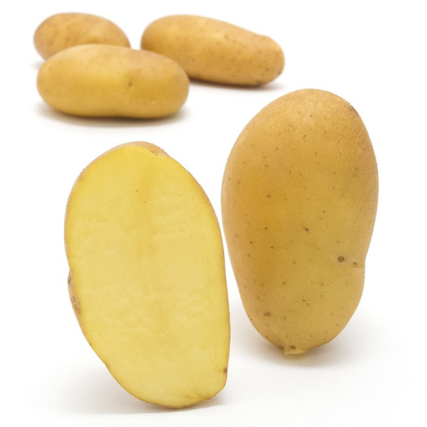 sechswochen Kartoffel