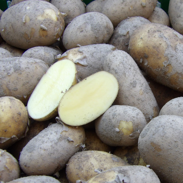 grenaille-kartoffeln-drillinge-m-userl-baby-kartoffeln-tartuffli