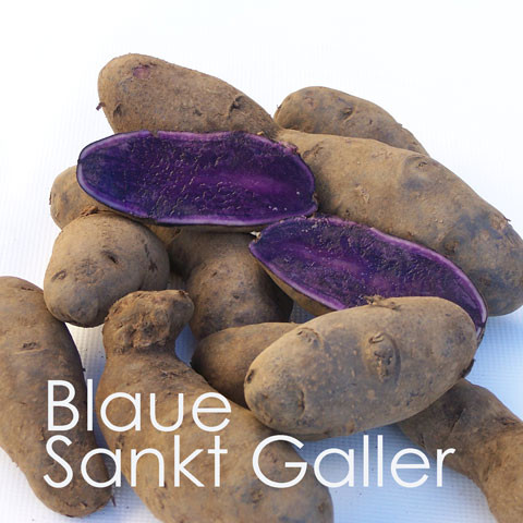 Pflanzkartoffeln Blaue Sankt Galler [vf] - zert. Saatkartoffeln