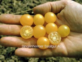 Wildtomate Golden Currant (bio)