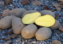 Linda 5 kg Monats-ABONNEMENT (bio)