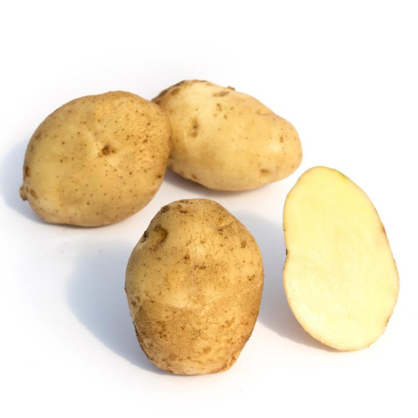 Kartoffelsorte JUBEL