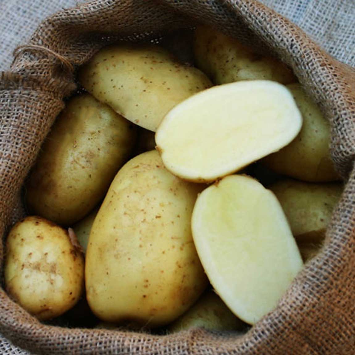 Kartoffelsorte Bintje (Bioland) - Heidekartoffel | TARTUFFLI