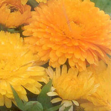 Calendula, Ringelblume-Farbmischung (Biosaatgut)