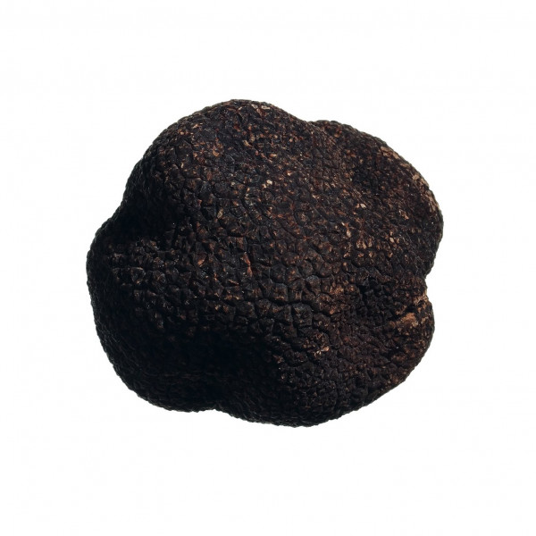 Frischer Wintertrüffel (Tuber melanosporum Vitt.) 40-45 g aus Umbrien