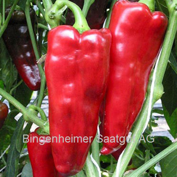 Paprika 'PANTOS' (demeter-Biosaatgut)