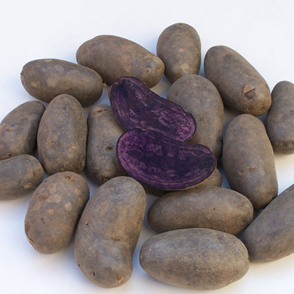 Pflanzkartoffeln Violetta - zertifiziertes Pflanzgut [vf] (bio)