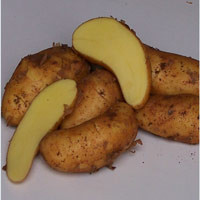 Hof Jeebel TARTUFFLI