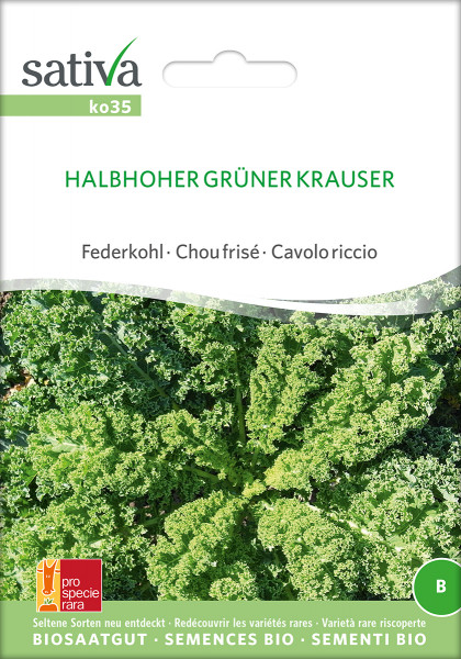 HALBHOHER GRÜNER KRAUSER (Bio-Saatgut)