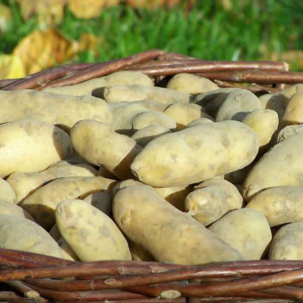Pflanzkartoffeln - La Ratte - zertifizierte Saatkartoffeln (konventionell)