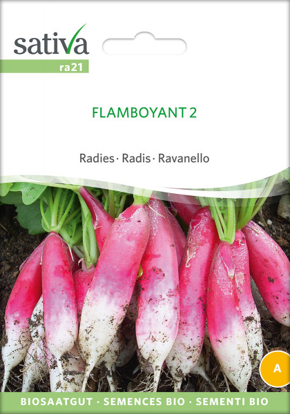 Radies 'FLAMBOYANT' (demeter-Biosaatgut)