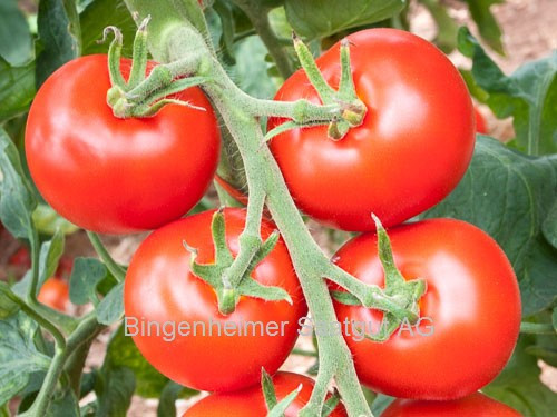 Tomate HELLFRUCHT (demeter-Biosaatgut)