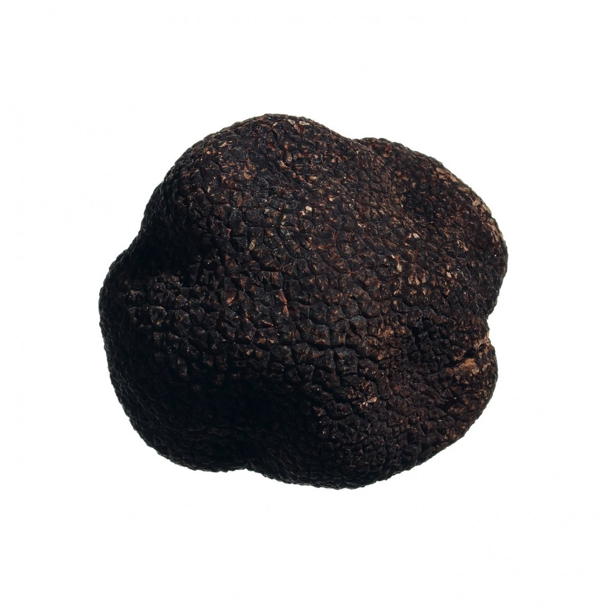 Frischer Wintertr\u00fcffel (Tuber melanosporum Vitt.) aus Umbrien | TARTUFFLI