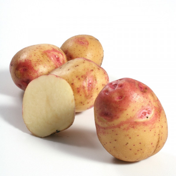 Pflanzkartoffeln CARA [vf] zertifizierte Saatkartoffeln