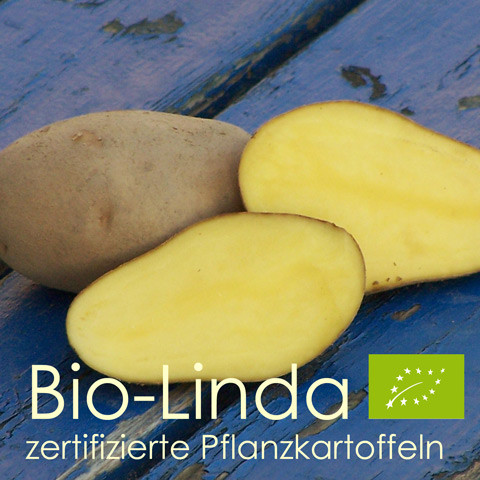 Pflanzkartoffeln Linda - zertifiziertes Pflanzgut (bio)