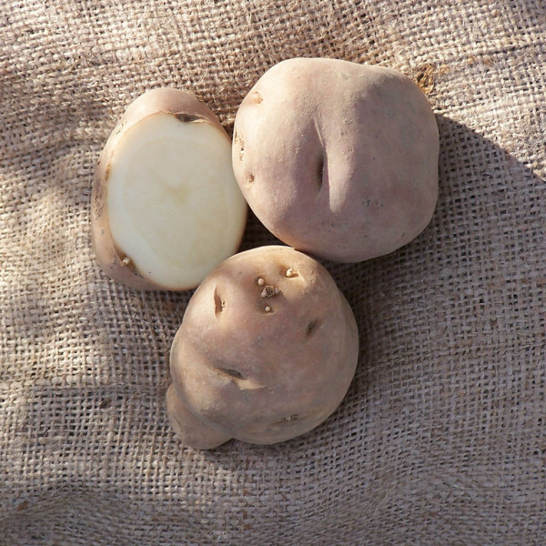 Kartoffelsorte Æggeblomme