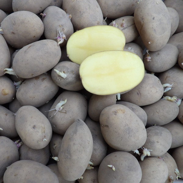Pflanzkartoffeln BELANA (bio) [vf] zertifizierte Saatkartoffeln