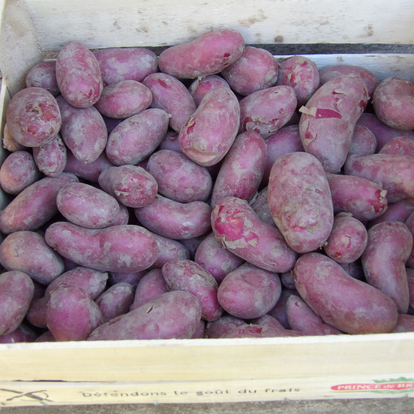 Rubis [f] Frühkartoffeln 2023 von der bretonischen Küste