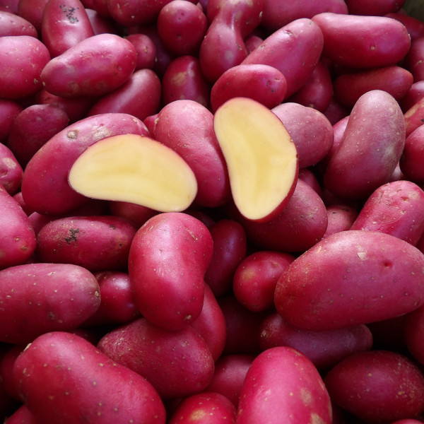 Baltic Rose [vfk] - zertifizierte Pflanzkartoffeln