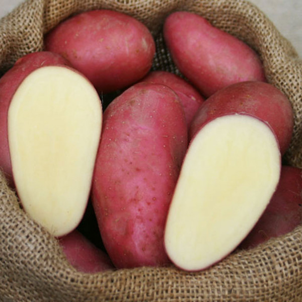 Pflanzkartoffeln FRANCELINE [fk] - zertifizierte Saatkartoffeln