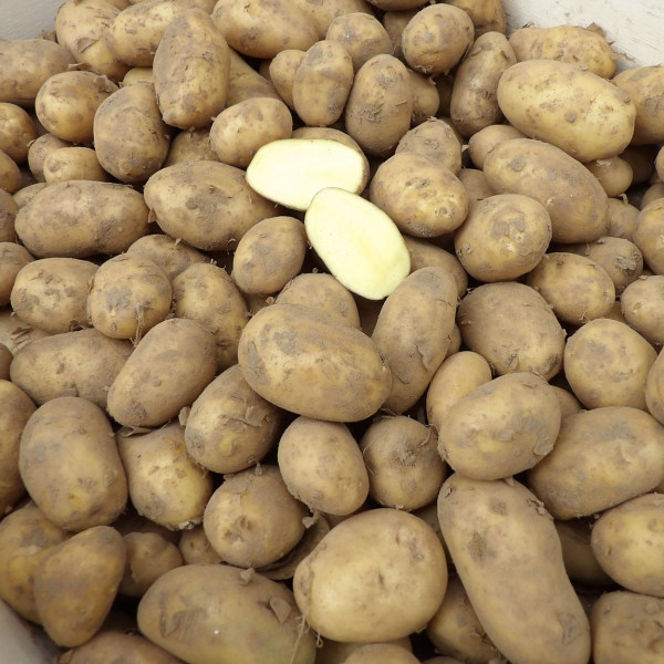 Grenaille Kartoffeln, Drillinge, Mäuserl, Baby Kartoffeln TARTUFFLI