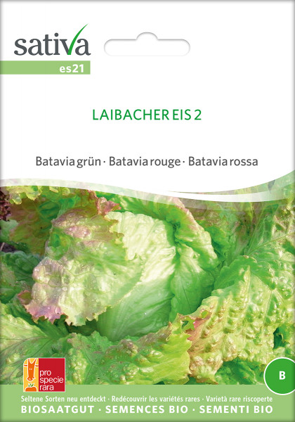 Eissalat LAIBACHER EIS (demeter-Biosaatgut)