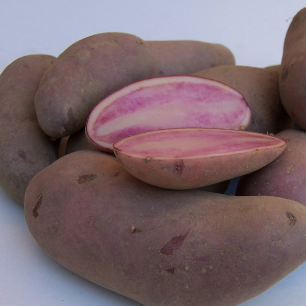 Rote Emmalie [vf] Gartenkartoffeln aus Franken