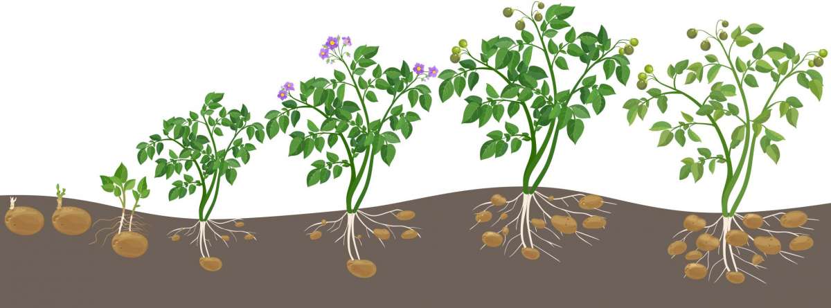 Wie Lange Dauert Es Bis Kartoffeln Aus Der Erde Kommen Kartoffeln richtig pflanzen und anbauen | TARTUFFLI