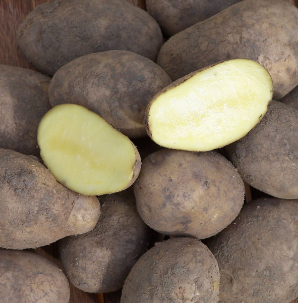 SUNITA [mk] (bio) - Frühkartoffeln, Ampermoos