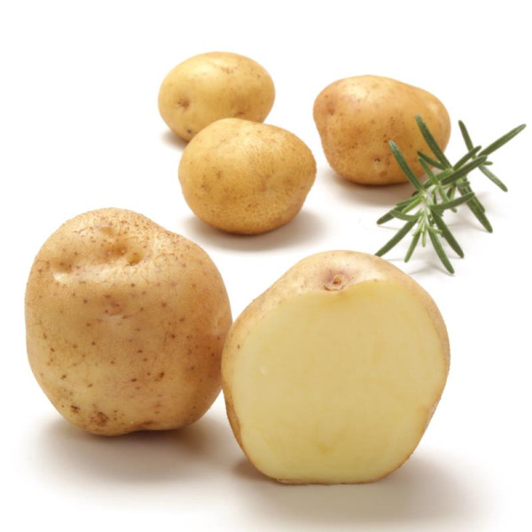 INDUSTRIE [vf] - historische Sorte von 1900 - Gartenkartoffel