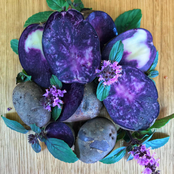 Pflanzkartoffeln Purple Rain [fk] (bio) - zert. Pflanzgut