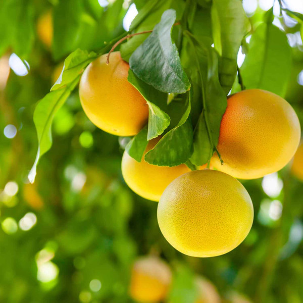 Grapefruit gelb aus Sizilien