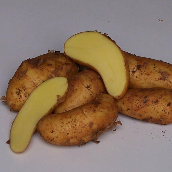 Annabelle [f] - frisch geerntete Frühkartoffel aus Zypern