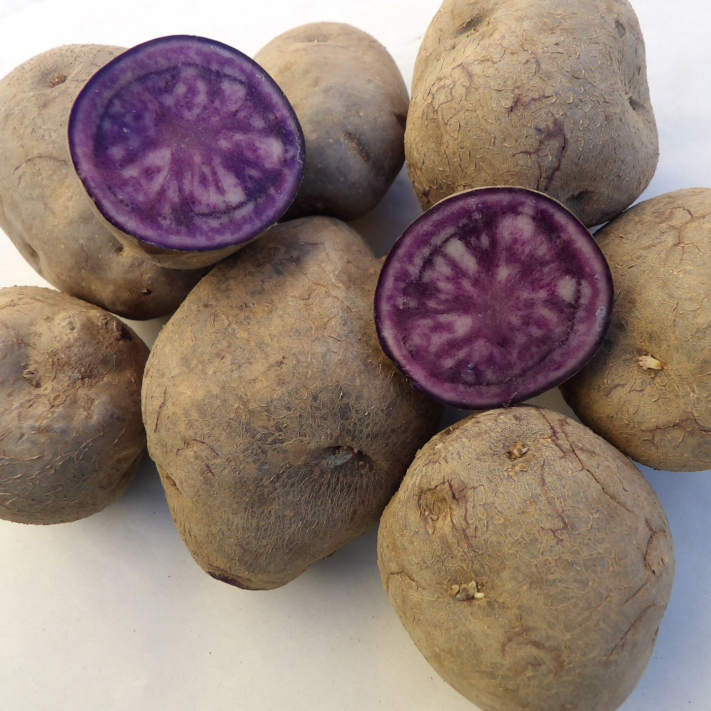 Schwarzer Teufel [vf], Gartenkartoffel Tartuffli's Erlesene Kartoffeln