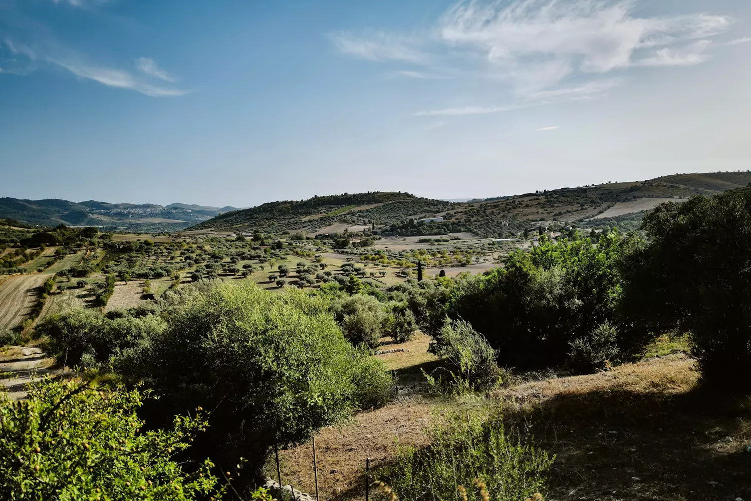 cutrera-viani-landscape