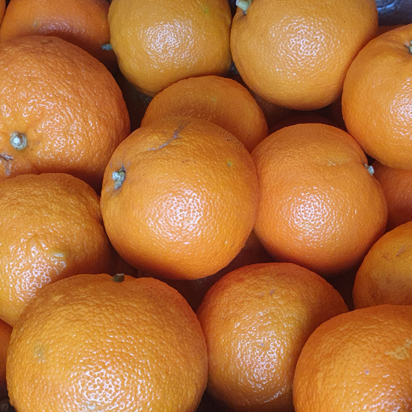 spanische Bitterorangen (Marmeladeorangen) 5 kg, mittlere Sortierung, unbehandelt aus Valencia