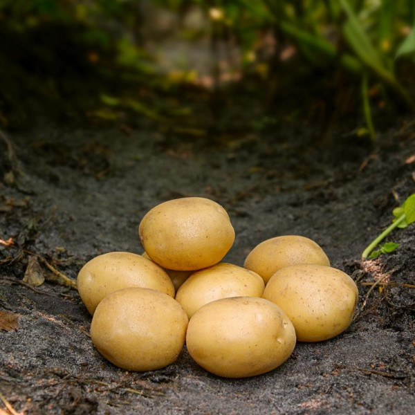 Pflanzkartoffeln Maya [sk] zert. Saatkartoffeln (2,5 kg Sack)