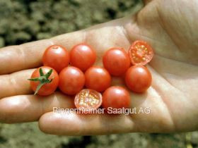 Wildtomate ROTE MURMEL (demeter-Biosaatgut)