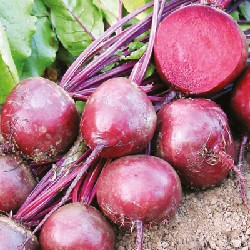 Rote Rüben 'ROTE KUGEL'