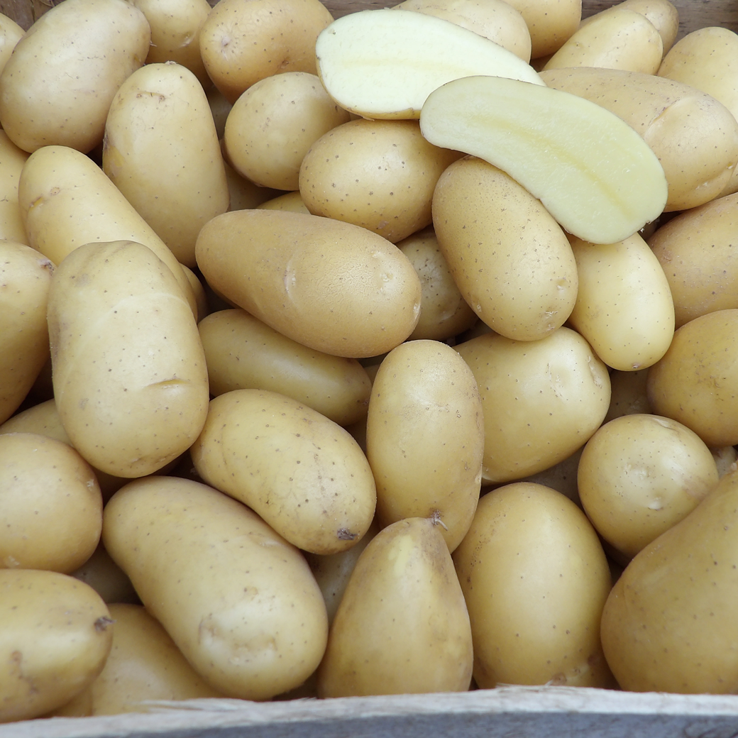 Charlotte [f] aus der der Bretagne TARTUFFLI