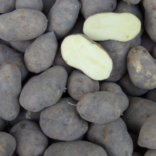 HEIDEMARIE [fk] (bio) - Gartenkartoffeln aus der Heide