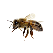 Auszeichnungen:besonders Bienenfreundlich