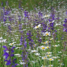 Wildblumenwiese